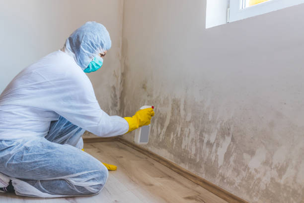 Licensed Basement Mold Removal service in Danville, IL - WQB Mold Removal
