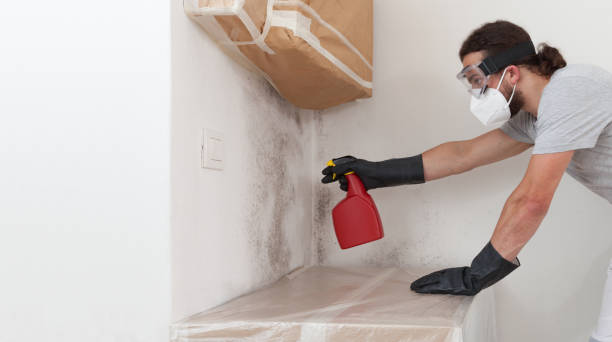 Professional Basement Mold Removal technician working in Danville, IL