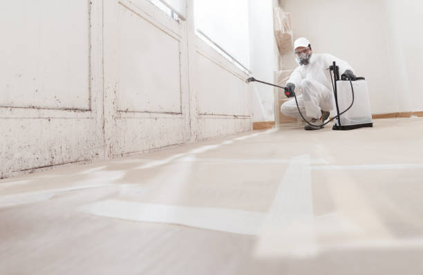 24/7 Emergency Basement Mold Removal experts in Danville, IL