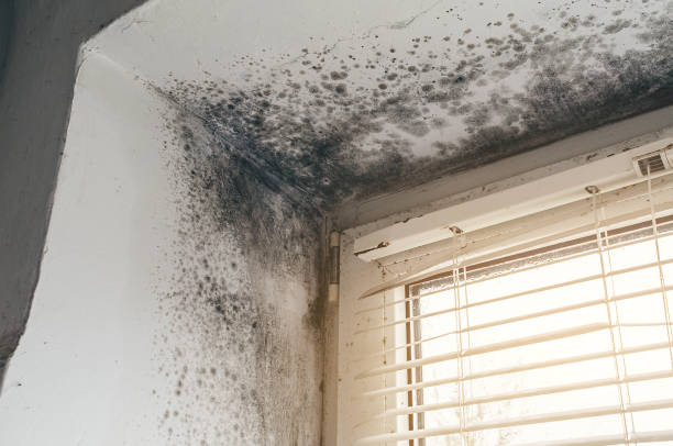 Affordable Basement Mold Removal solutions in Danville, IL