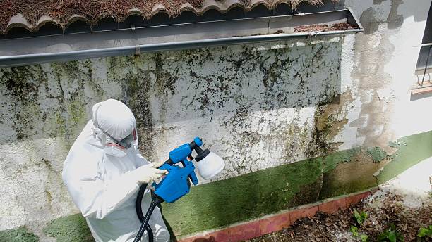Top rated local Basement Mold Removal specialists in Danville, IL